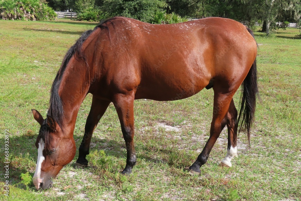 Red thoroughbred horse grazing on grass in Florida farm, closeup Red thoroughbred horse grazing on grass in Florida farm, closeup