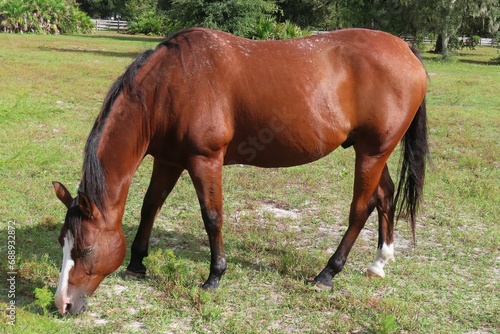 Red thoroughbred horse grazing on grass in Florida farm, closeup