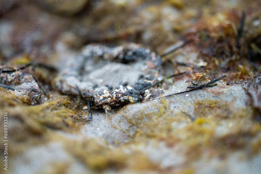 anemones on the beach in the sand in Tasmania australia in summer at low tide anemones on the beach in the sand in Tasmania australia in summer at low tide