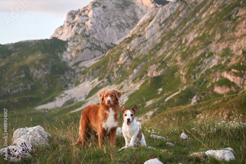 Nova Scotia Retriever and Jack Russell Terrier share a serene moment in the mountains, epitomizing friendship and adventure. Surrounded by gentle hills and wild blooms, they gaze into the distance