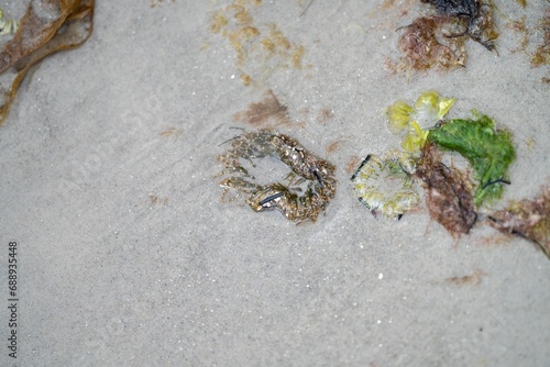 hand poking an anemones on the beach in the sand in Tasmania australia. sticking your finger in anemone