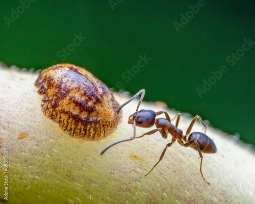 Extreme close up of an Argentine ant tending a scale insect.