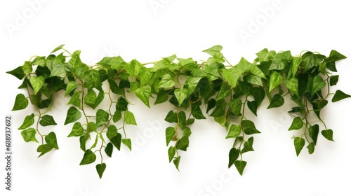 Plant vine green ivy leaves tropic hanging, climbing isolated on white background. Clipping path