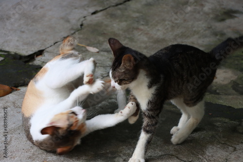 fighting cats