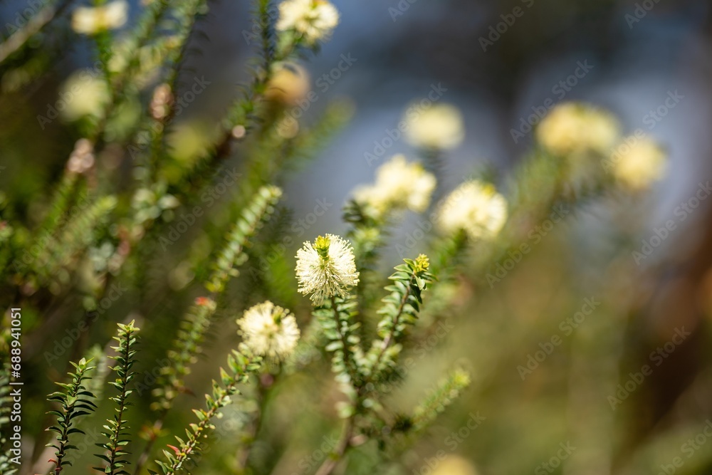 native yellow flowers on a Melaleucas plant in the bush in tasmania australia. native yellow flowers on a Melaleucas plant in the bush in tasmania australia.