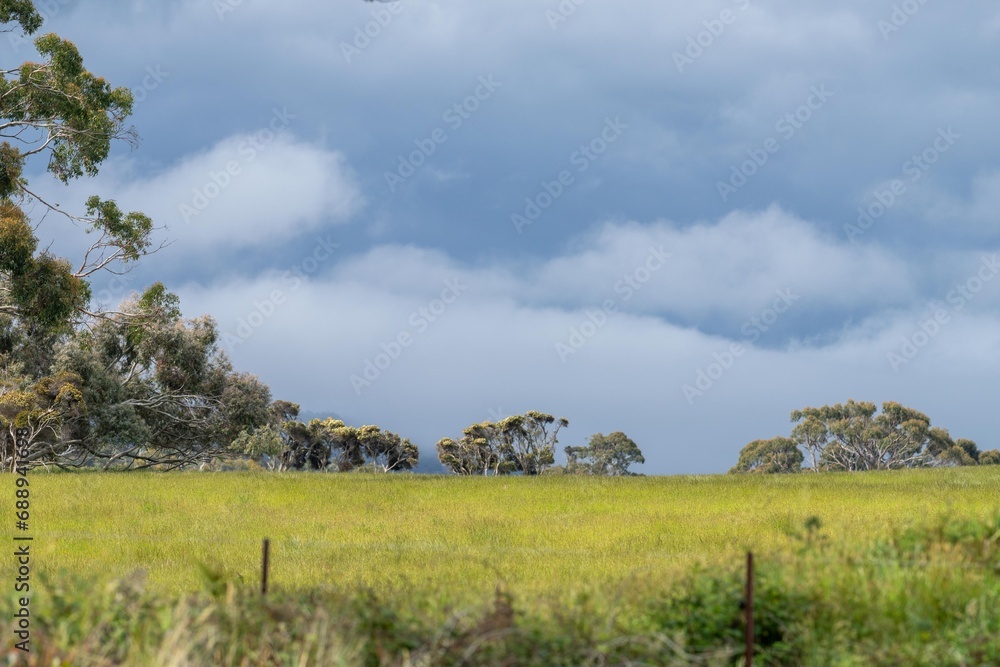 native green field with beautiful pasture on a hill with trees behind native green field with beautiful pasture on a hill with trees behind
