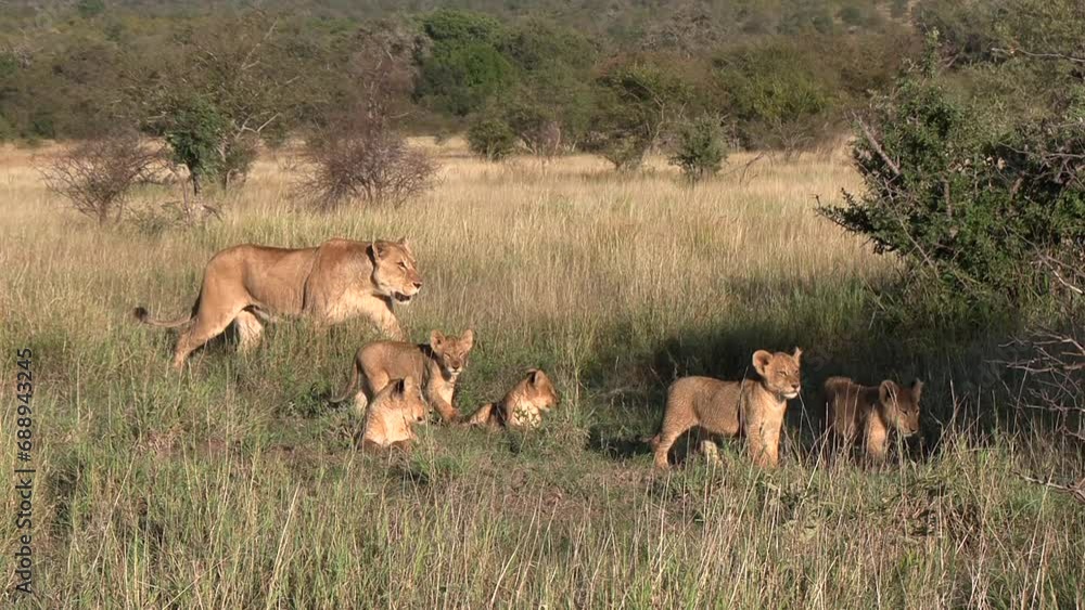 A lioness walking through the bushes with her cubs. Close up A lioness walking through the bushes with her cubs. Close up