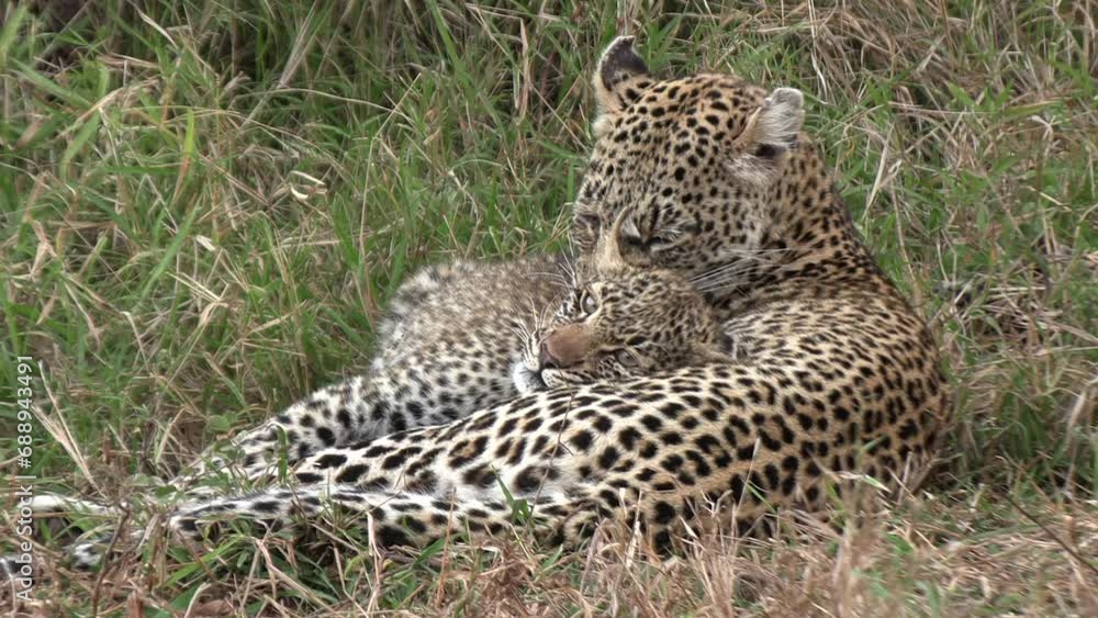 A female leopard affectionately grooming her cub. A female leopard affectionately grooming her cub.