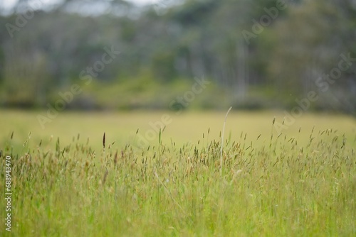 long grass in a paddock in australia on a regenerative farm