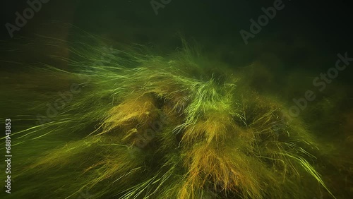 Greenish-yellow seagrass and kelp cover the bottom and sway gently in the murky water. photo