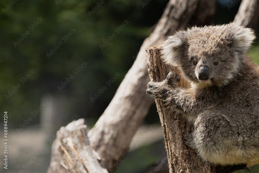 Obraz premium A Baby Koala (phascolarctos cinereus) - known as a Joey.