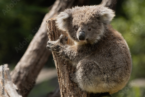 Fototapeta Naklejka Na Ścianę i Meble -  A Baby Koala (phascolarctos cinereus) - known as a Joey.