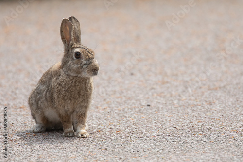 urban rabbit 