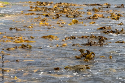 bull kelp seaweed growing on a rocky coastline by the ocean in tasmania australia © William
