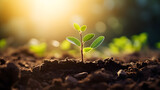 Young tree or Seedling are growing from the rich soil with morning light. Development, Green business, finance and saving money for sustainability investment.