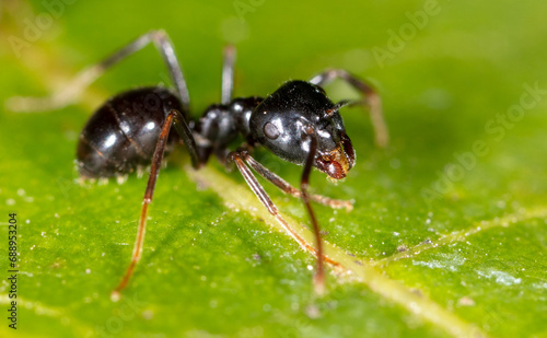 Close-up of ants on a green leaf. Macro