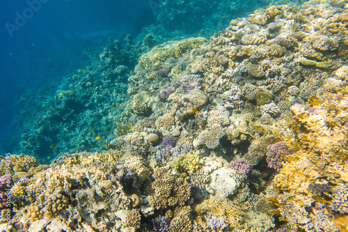 Coral reef under sea water.