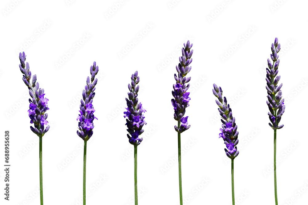 Flowering Branches of Lavender without Background Flowering Branches of Lavender without Background