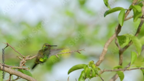 Blue tailed Emerald hummingbird rear wide angle as it takes off in flight photo