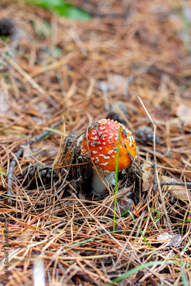 bright red poisonous mushroom fly agaric with specks on the cap growing in the forest close-up bright red poisonous mushroom fly agaric with specks on the cap growing in the forest close-up