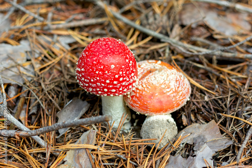 bright red poisonous mushroom fly agaric with specks on the cap growing in the forest close-up bright red poisonous mushroom fly agaric with specks on the cap growing in the forest close-up