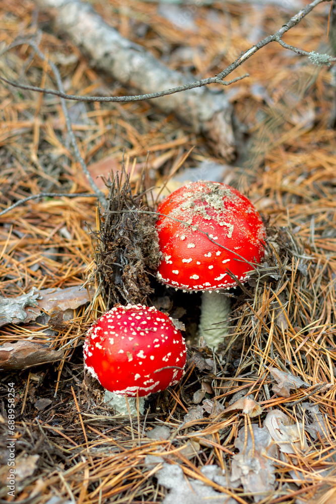 bright red poisonous mushroom fly agaric with specks on the cap growing in the forest close-up bright red poisonous mushroom fly agaric with specks on the cap growing in the forest close-up