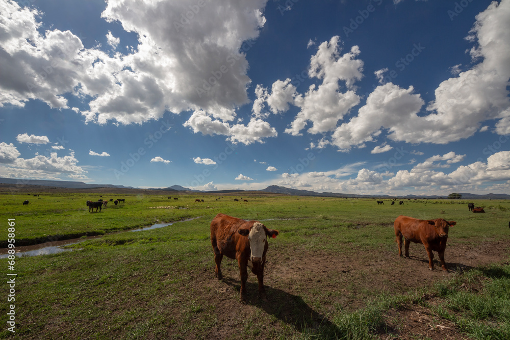Obraz premium Cows in a field with fluffy clouds