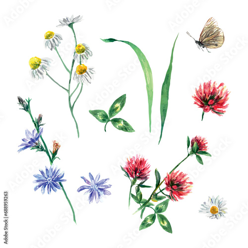 Meadow flowers of clover, chamomile, chicory, butterfly. Vector illustration of a set in watercolor style. Greeting cards, invitations, covers, flyers