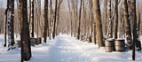 Late winter - early spring day in a maple forest. Snow covering trees, buckets for maple sap, sugar shack in the woods.