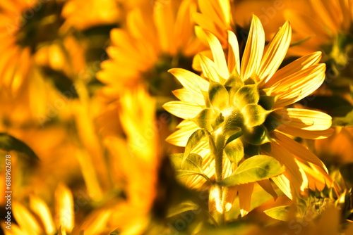 ヒマワリのうなじ