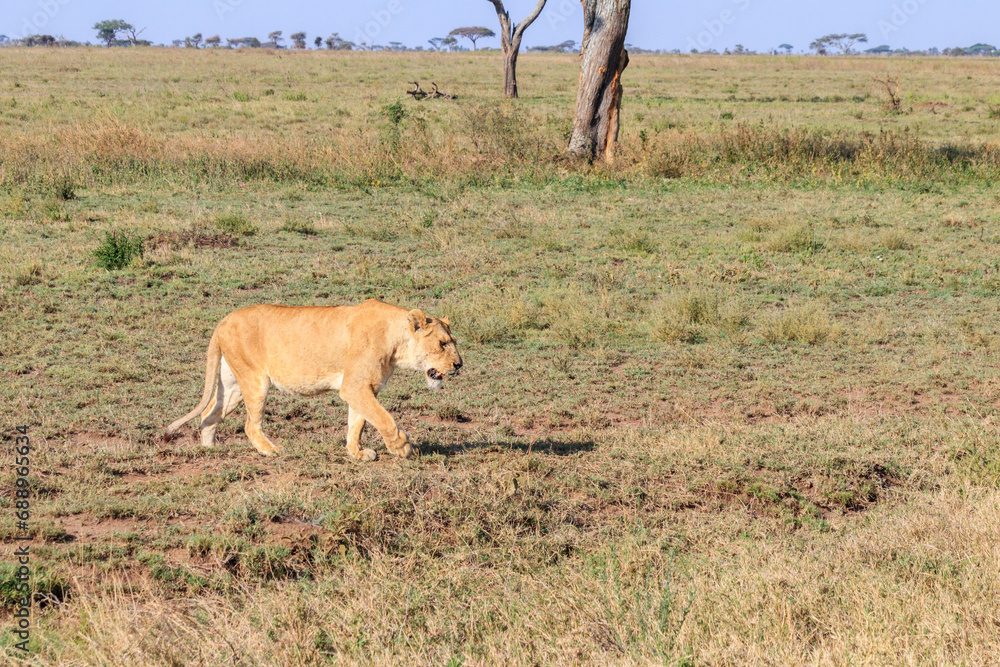Lioness (Panthera leo) walking in savannah in Serengeti national park, Tanzania Lioness (Panthera leo) walking in savannah in Serengeti national park, Tanzania