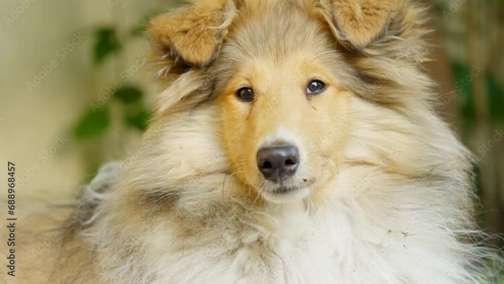 Majestic rough collie dog looking around, portrait view