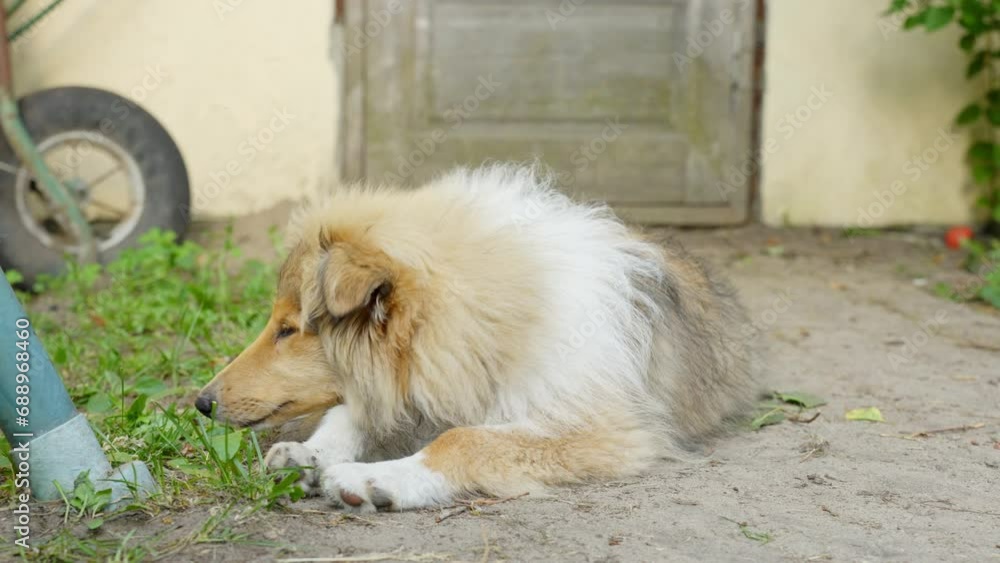 Rough collie dog sleeps on ground outdoors in countryside, front view Rough collie dog sleeps on ground outdoors in countryside, front view