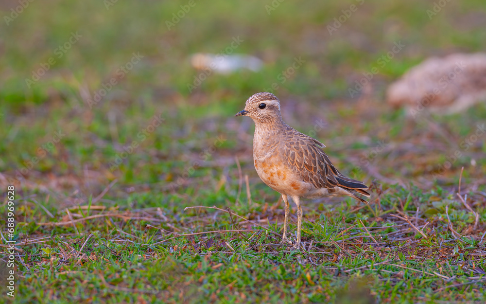 a medium-sized bird resting after migration, Eurasian Dotterel, Charadrius morinellus