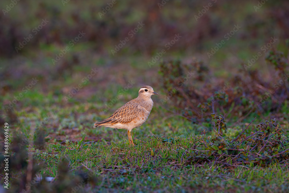 a medium-sized bird resting after migration, Eurasian Dotterel, Charadrius morinellus a medium-sized bird resting after migration, Eurasian Dotterel, Charadrius morinellus