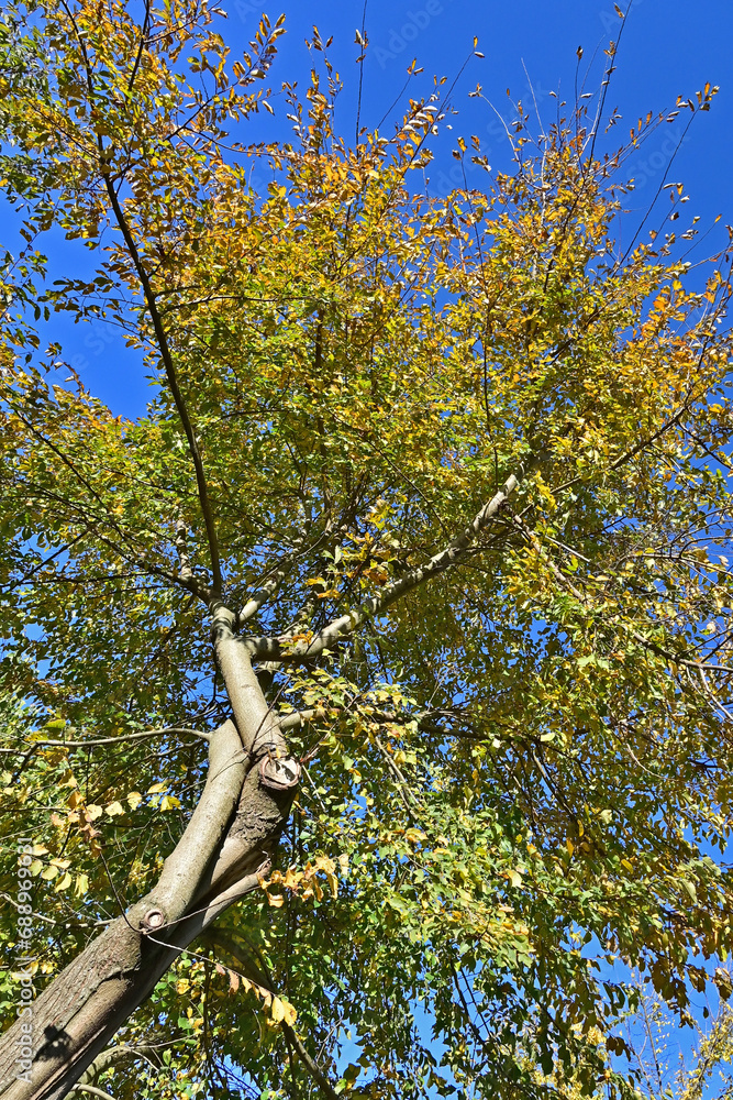 Fototapeta premium Autunno in Lombardia - Basiglio, Parco Agricolo Sud Milano