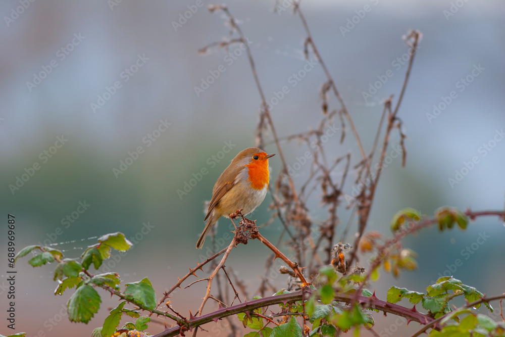 cute little bird with red breast, Kizilgerdan, European Robin, Erithacus rubecula cute little bird with red breast, Kizilgerdan, European Robin, Erithacus rubecula