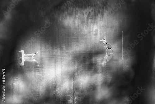 Photographie en noir et blanc d'un Héron et d'une Mouette qui cohabite sur le lac du Parc de la Lère