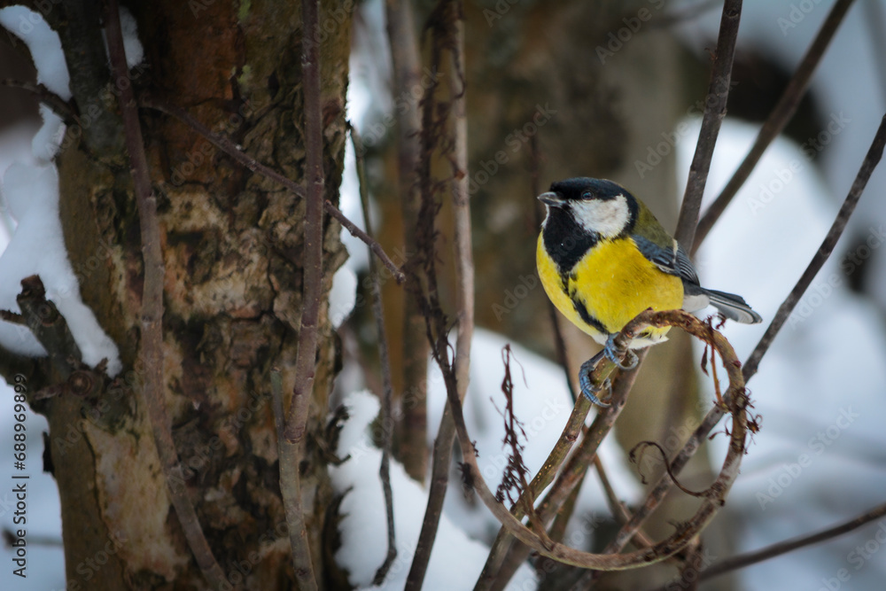 Obraz premium A titmouse on a branch on a winter day.