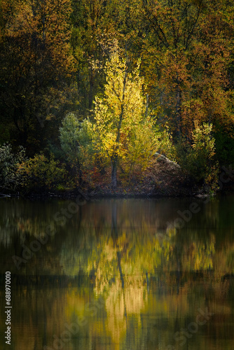 Superbe coulkeur jaune du feuillage d'un petit arbre en bord du Lac du Parc de la Lère