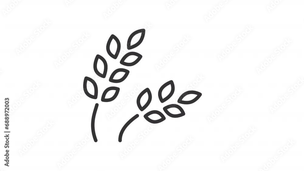 Animated wheat icon. Agriculture line animation. Rural farming. Cereal crop. Grain-producing product. Black illustration on white background. HD video with alpha channel. Motion graphic Animated wheat icon. Agriculture line animation. Rural farming. Cereal crop. Grain-producing product. Black illustration on white background. HD video with alpha channel. Motion graphic