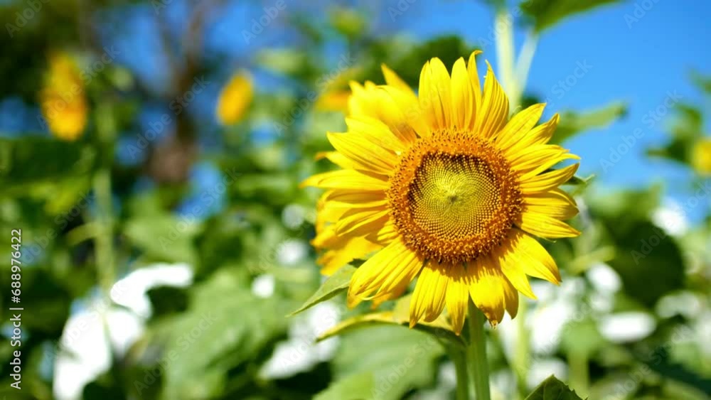 Macro shot of a yellow sunflower blooming head. Beautiful close-up footage of a sunflower Macro shot of a yellow sunflower blooming head. Beautiful close-up footage of a sunflower