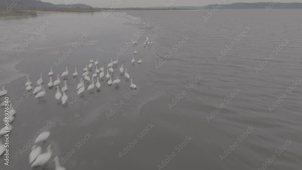 Frozen River with birds Frozen River with birds