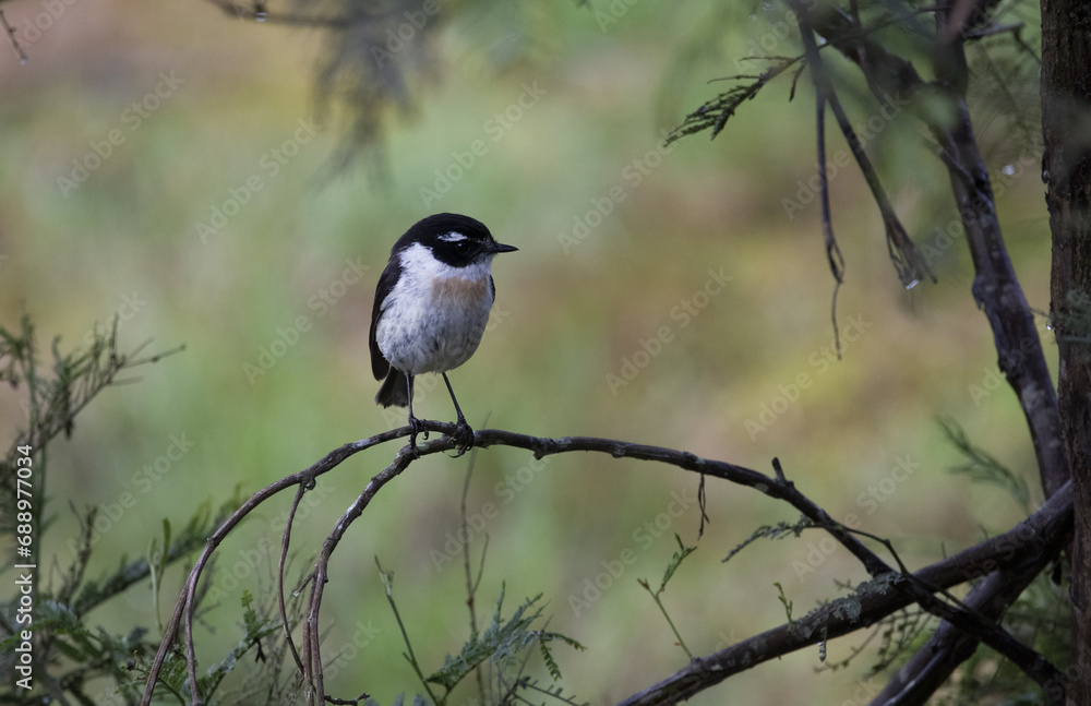 Bird on a branch in the forest Bird on a branch in the forest