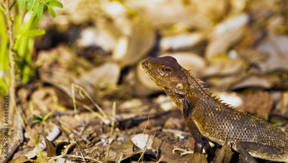 Naklejka premium lizard in the grass