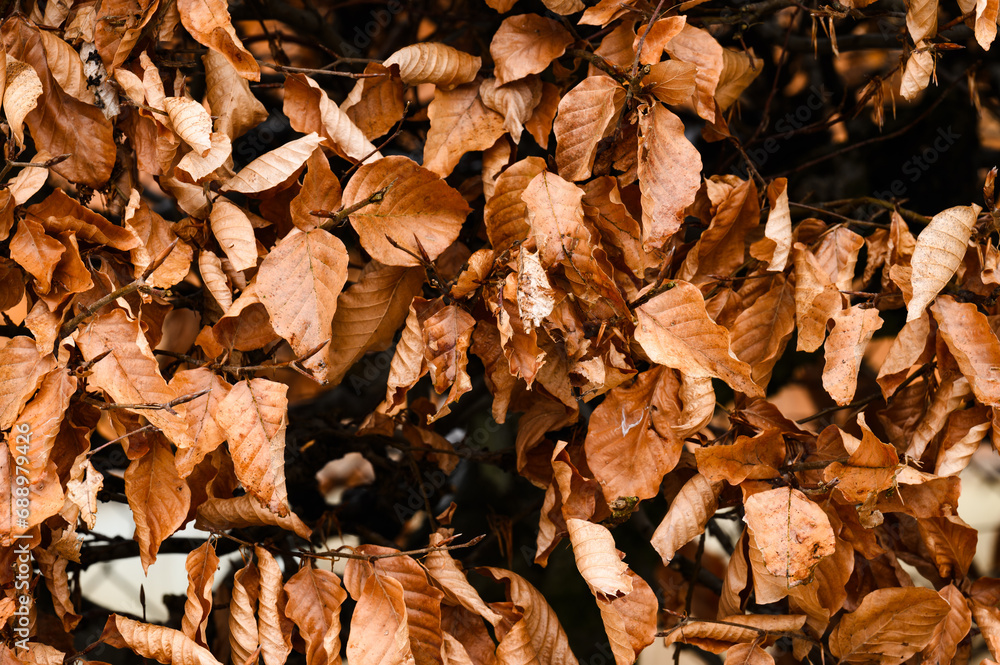 Background of hornbeam bush with autumn brown leaves Background of hornbeam bush with autumn brown leaves