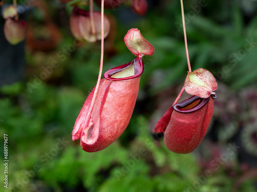 Tropical pitcher plant with many flower cups, carnivorous plant eating insect, climbing plant