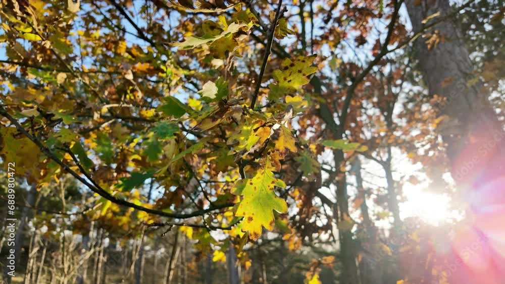 Close Up Fall Foliage on a Sunny Day in the Autumn Forest, Gimbal Close Up Fall Foliage on a Sunny Day in the Autumn Forest, Gimbal