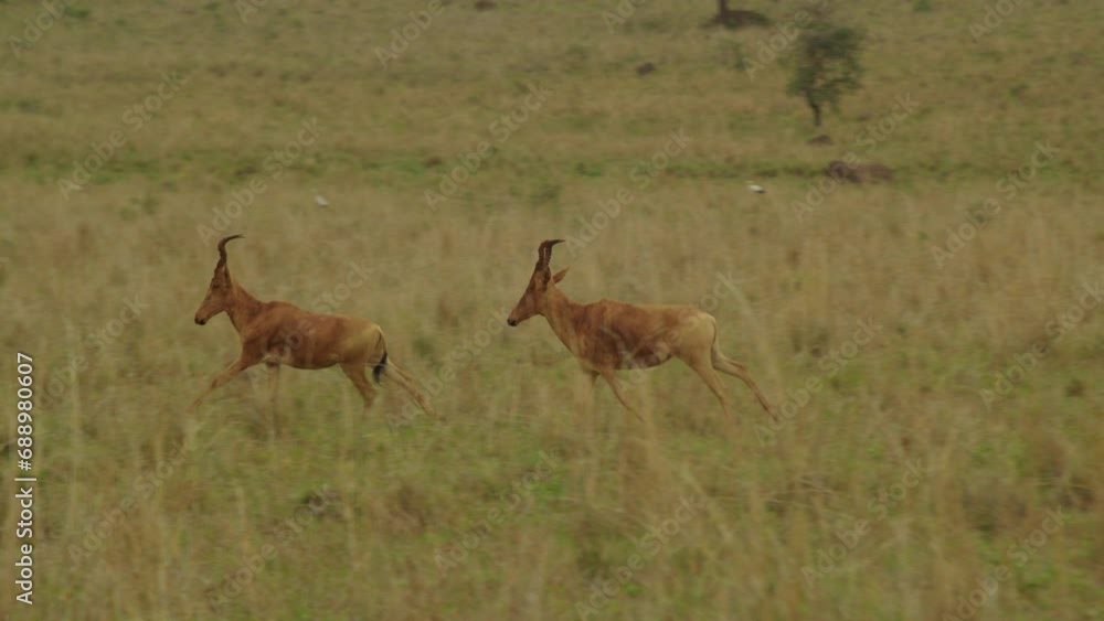 Antelopes running in Kidepo Valley National Park, Uganda in Africa. Tracking shot Antelopes running in Kidepo Valley National Park, Uganda in Africa. Tracking shot