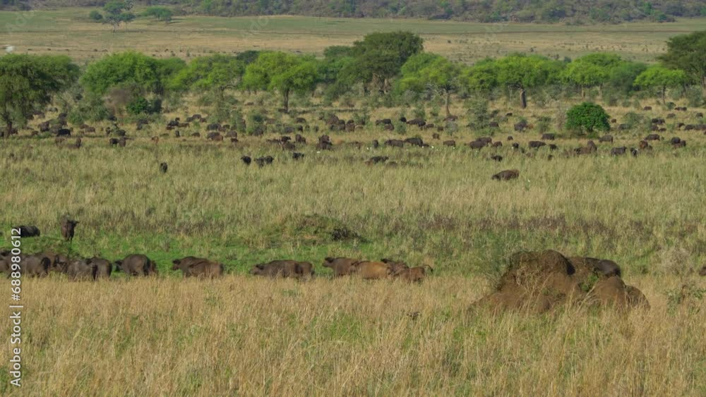 Herd of buffaloes crossing green African savanna. Static view Herd of buffaloes crossing green African savanna. Static view